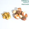 Zwiebeln-Mix für ein dreifarbiges Beet (x20) - Ein Beet in drei Farben