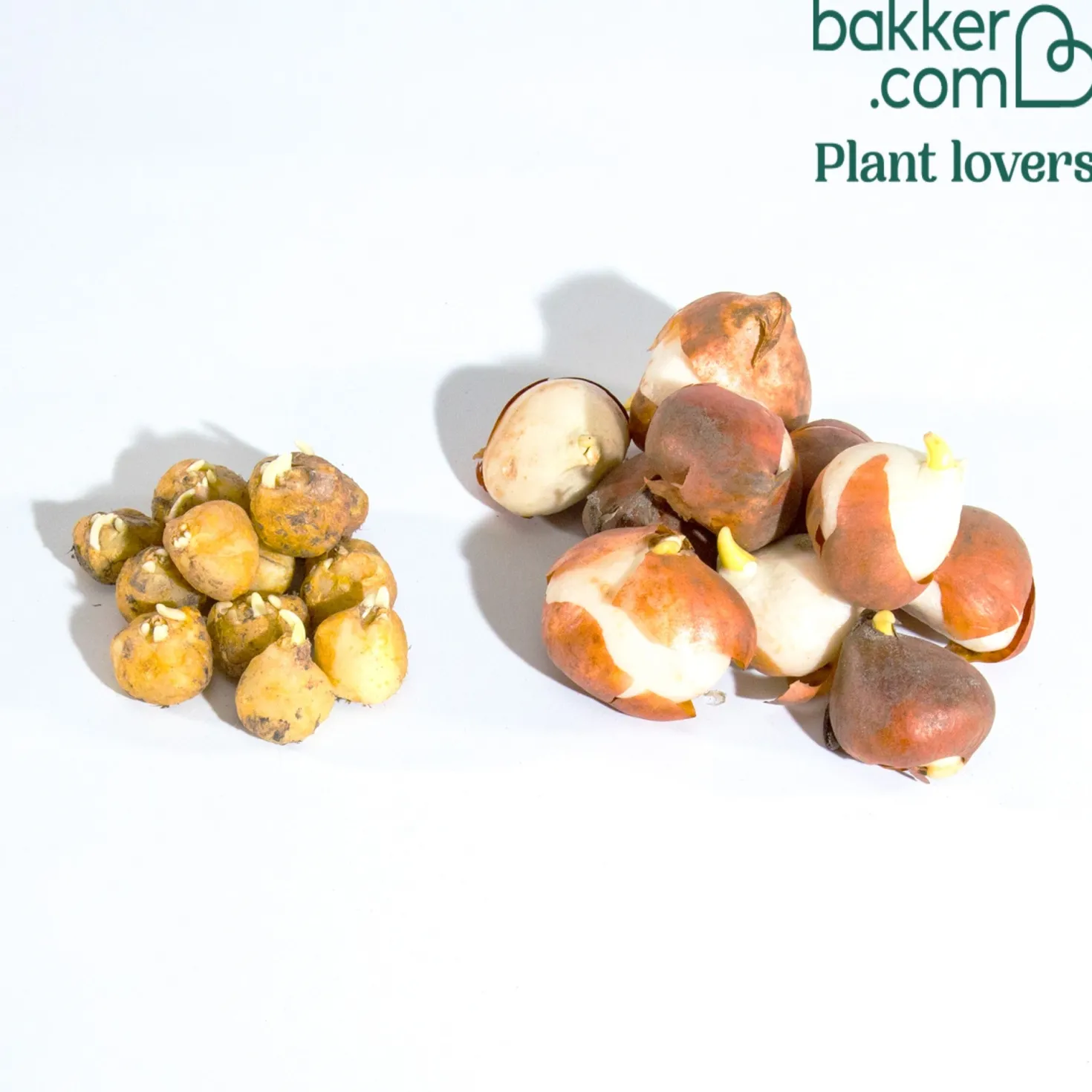 Zwiebeln-Mix für ein dreifarbiges Beet (x20) - Ein Beet in drei Farben