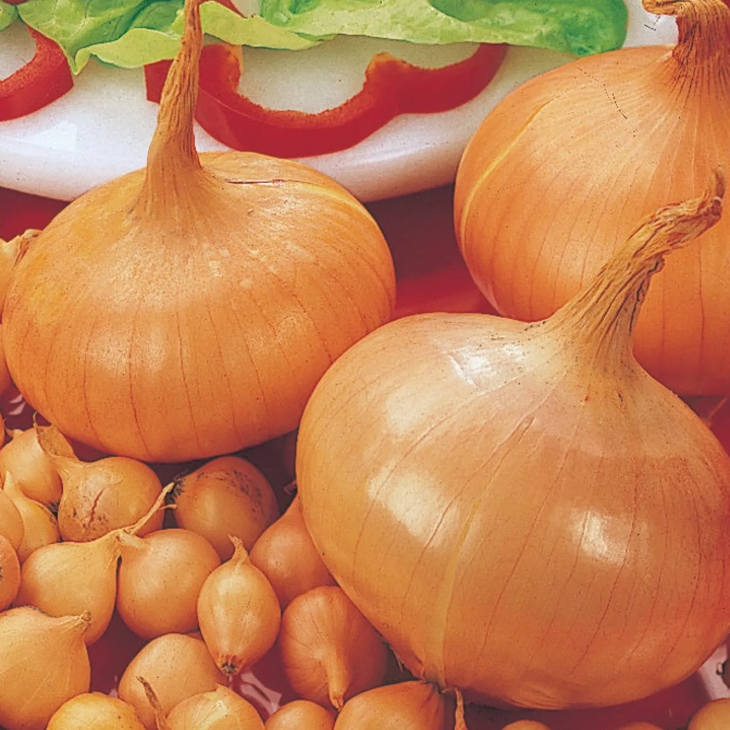 Zwiebel 'Stuttgarter Riesen' - Große Zwiebeln, lange lagerbar
