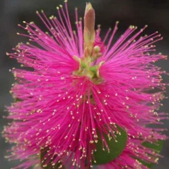 Zylinderputzer 'Hot Pink' - Leuchtend pink, easy Pflege