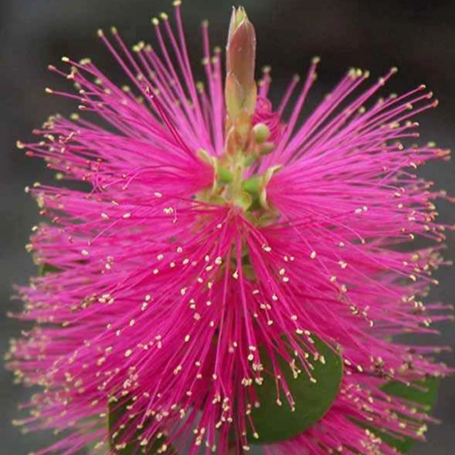 Zylinderputzer 'Hot Pink' - Leuchtend pink, easy Pflege