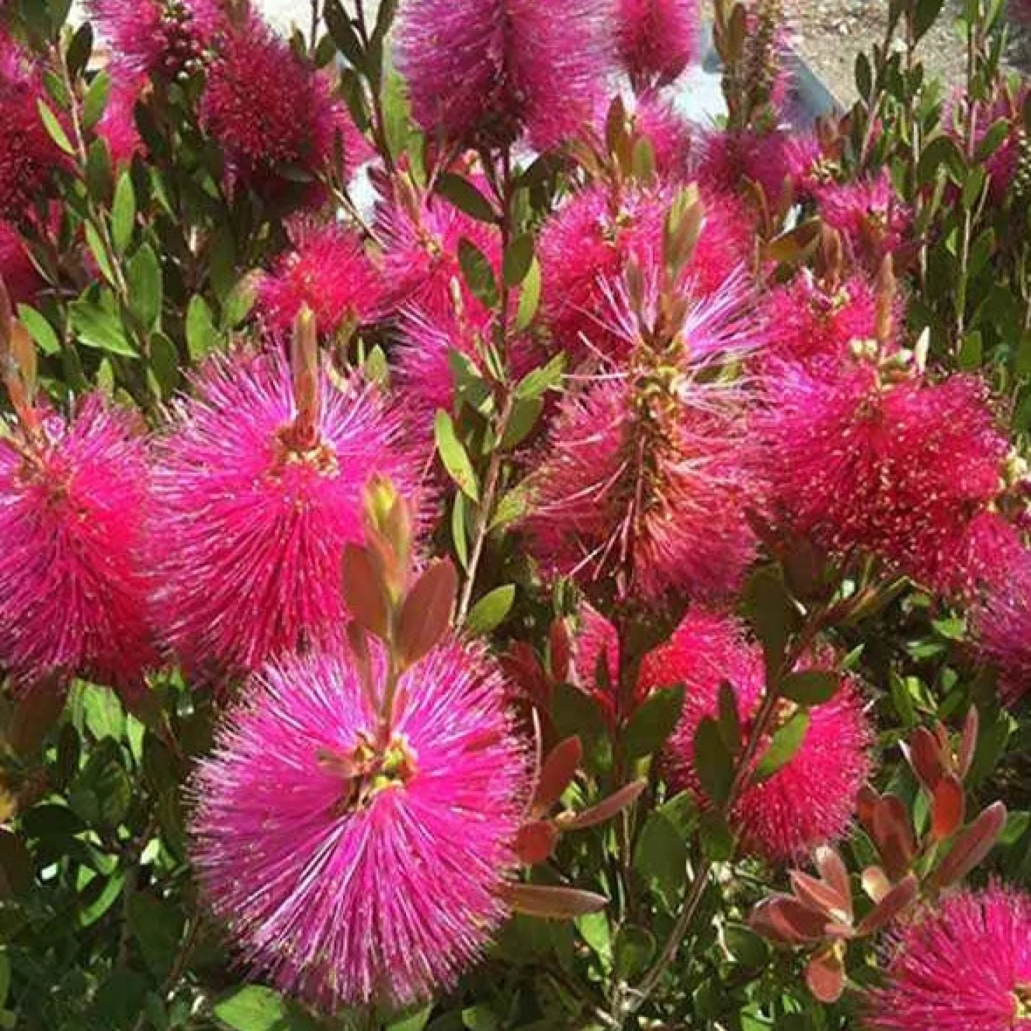 Zylinderputzer 'Hot Pink' - Leuchtend pink, easy Pflege