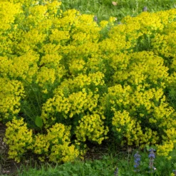 Zypressen-Wolfsmilch - Grüner Teppich im Nu